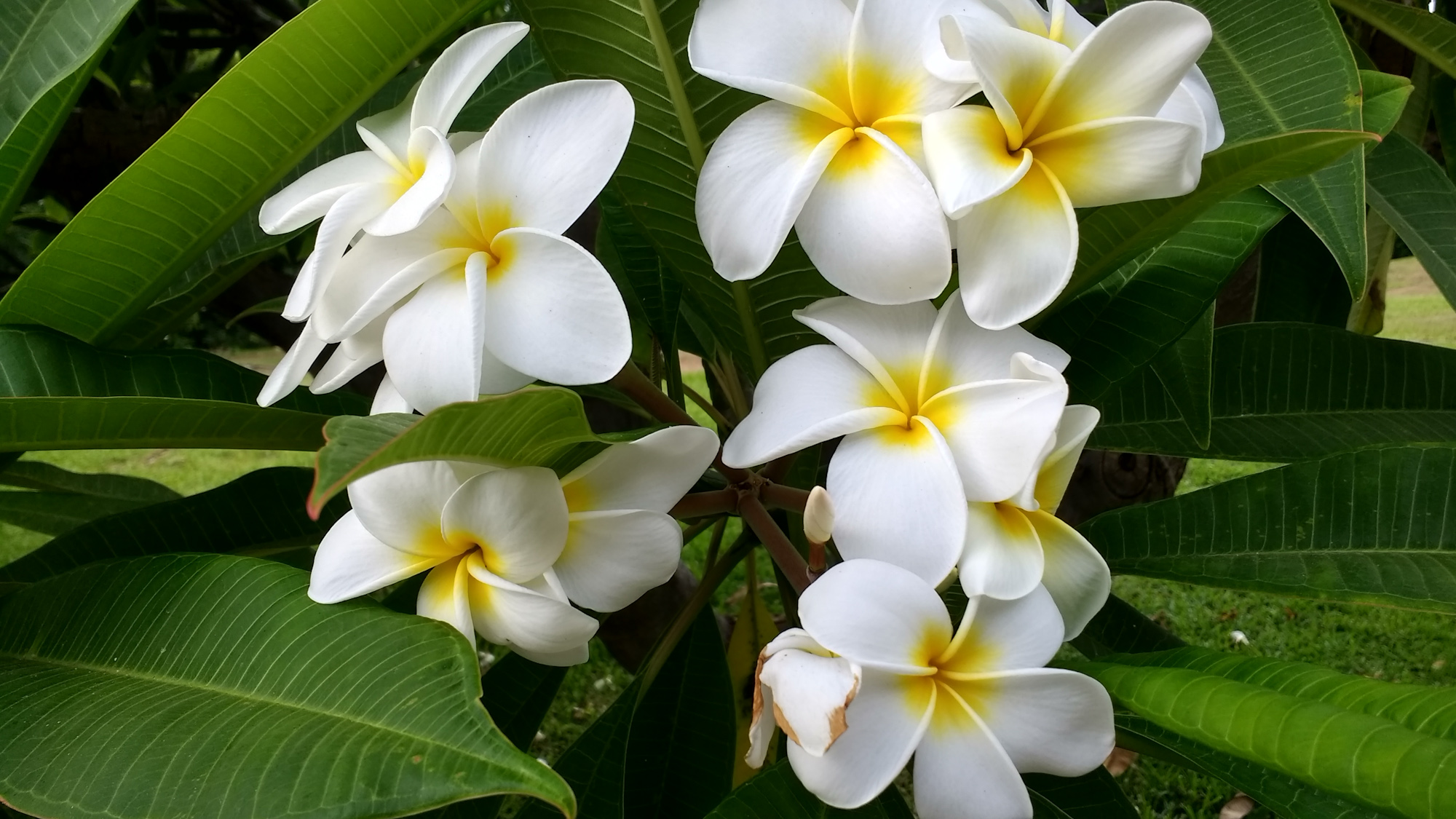 Plumeria